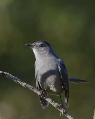 Thrashers & Mockingbirds