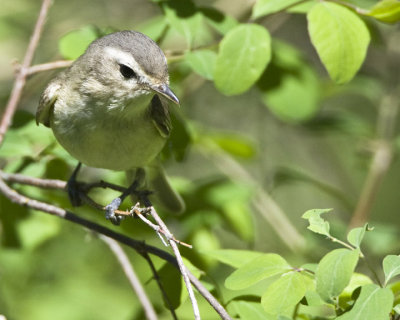 Warbling Vireo