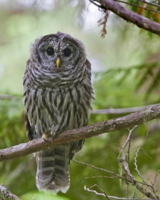 Barred Owl Chick