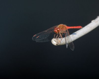 Meadowhawk Dragonfly.