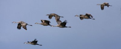 sora_rails_cranes_coots