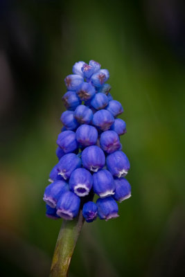 Grape Hyacinth