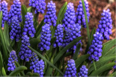 Grape Hyacinth