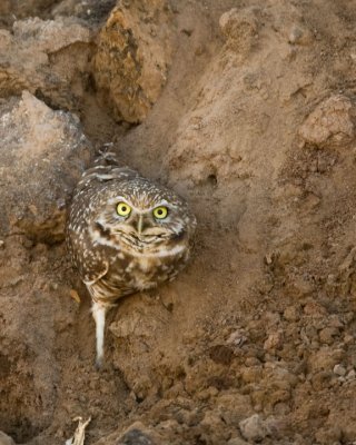  Burrowing Owl