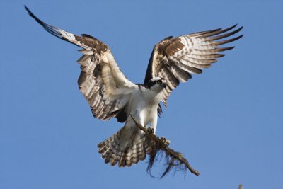 ospreys