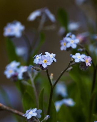 Forget-Me-Not 