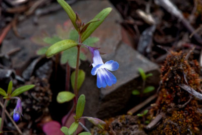 Small-flowered Blue-eyed Mary