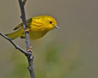 Yellow Warbler