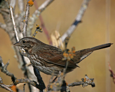 Song Sparrow