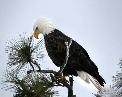 Bald Eagle