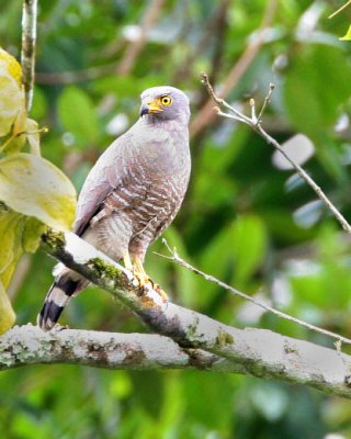 Roadside Hawk.