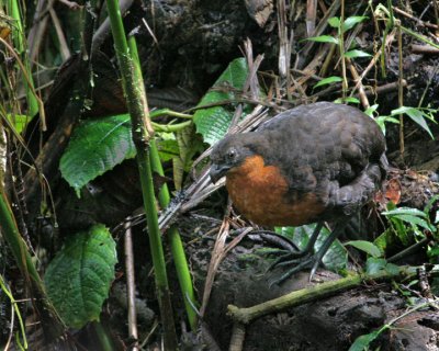 Dark-backed Wood-quail
