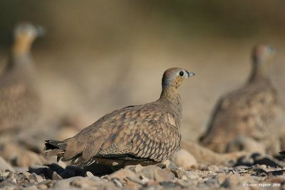 Crowned Sandgrouse 0902