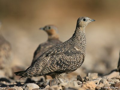 Crowned Sandgrouse 0906