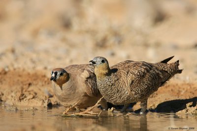Crowned Sandgrouse 0907