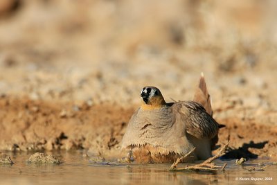 Crowned Sandgrouse 0908