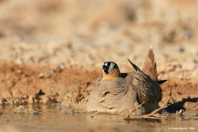 Crowned Sandgrouse 0909