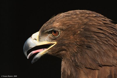 Greater Spotted Eagle Aquila clanga 7313