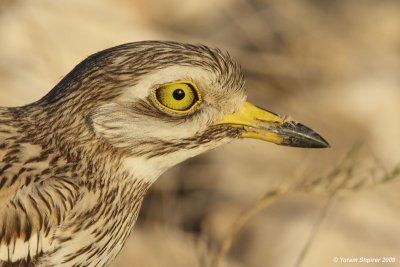Stonecurlew