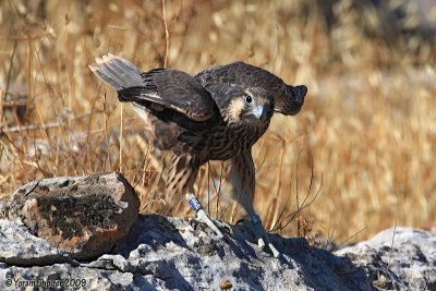 Lanner Falcon  9525