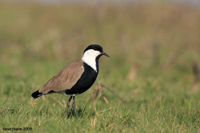 Spur-winged Lapwing 5424