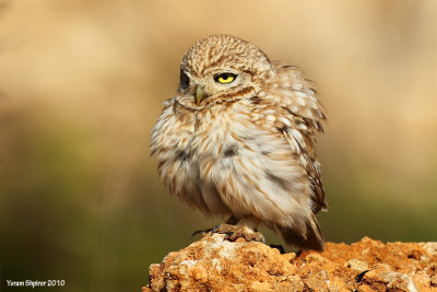 Little Owl 2560.jpg