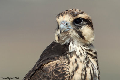 lanner_falcon_