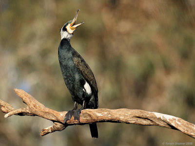 (Great) Cormorant