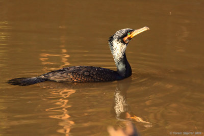 (Great) Cormorant