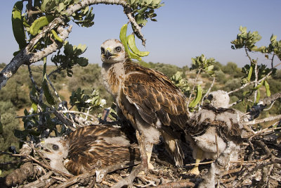 Long-legged Buzzard