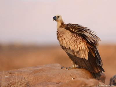 Griffon Vulture from Croatia in the Ne'egev Israel