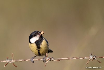 Great Tit