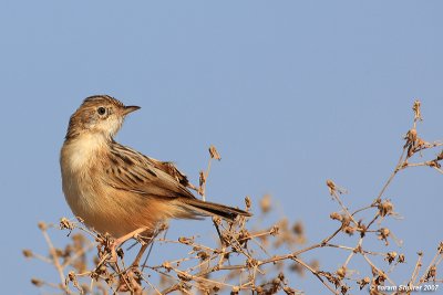 Graceful Prinia