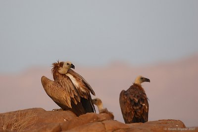 Griffon Vulture