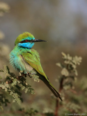 Little Green Bee-eater  8738