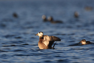 White-headed duck (Oxyura leucocephala)