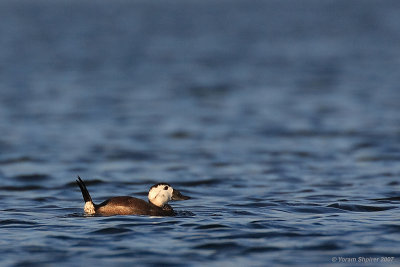 White-headed duck (Oxyura leucocephala)