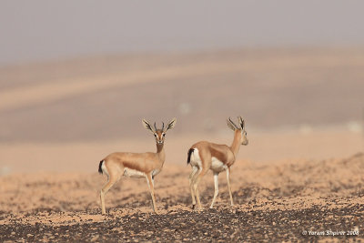 mountain gazelle