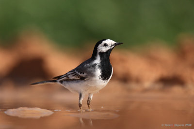 Motacilla alba ðçìéàìé ìáï