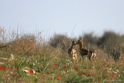 Gazella gazella 2555