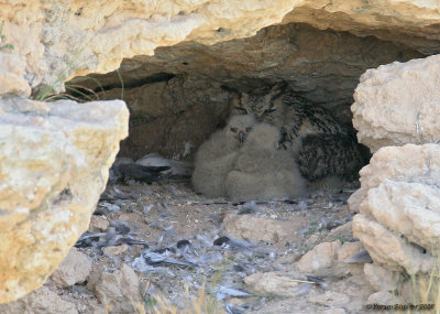 Eagle Owl