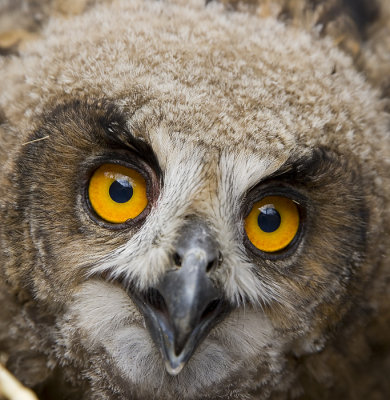 Eagle Owl