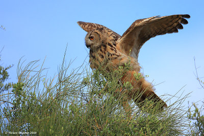 Eagle Owl