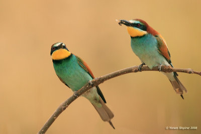 Bee-eater 6322