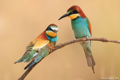 Bee-eater 6609
