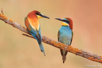 Bee-eater 6644