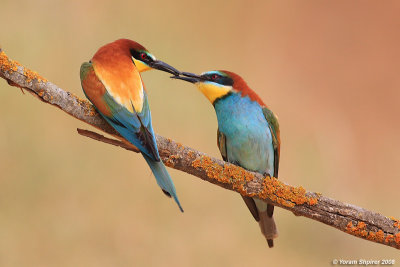 Bee-eater 6645