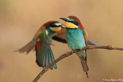 Bee-eater  6395