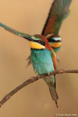 Bee-eater  6396