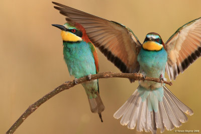 Bee-eater  6399